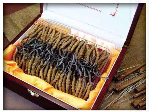 昭通冬虫夏草回收